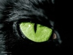 Avatar do Utilizador